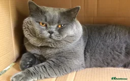 British Shorthair cats for sale: Chunky British Shorthair Blue Kittens 🐱💙 - Image 5