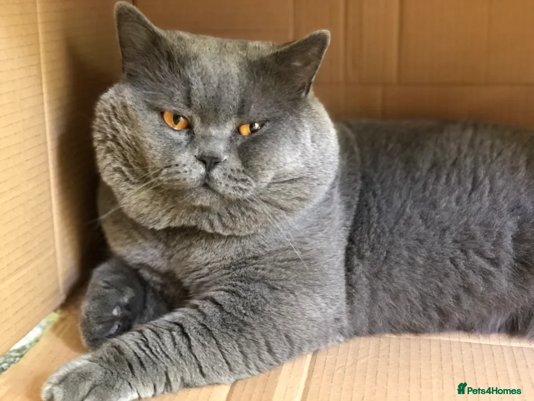 British Shorthair cats for sale: Chunky British Shorthair Blue Kittens 🐱💙 - Image 5