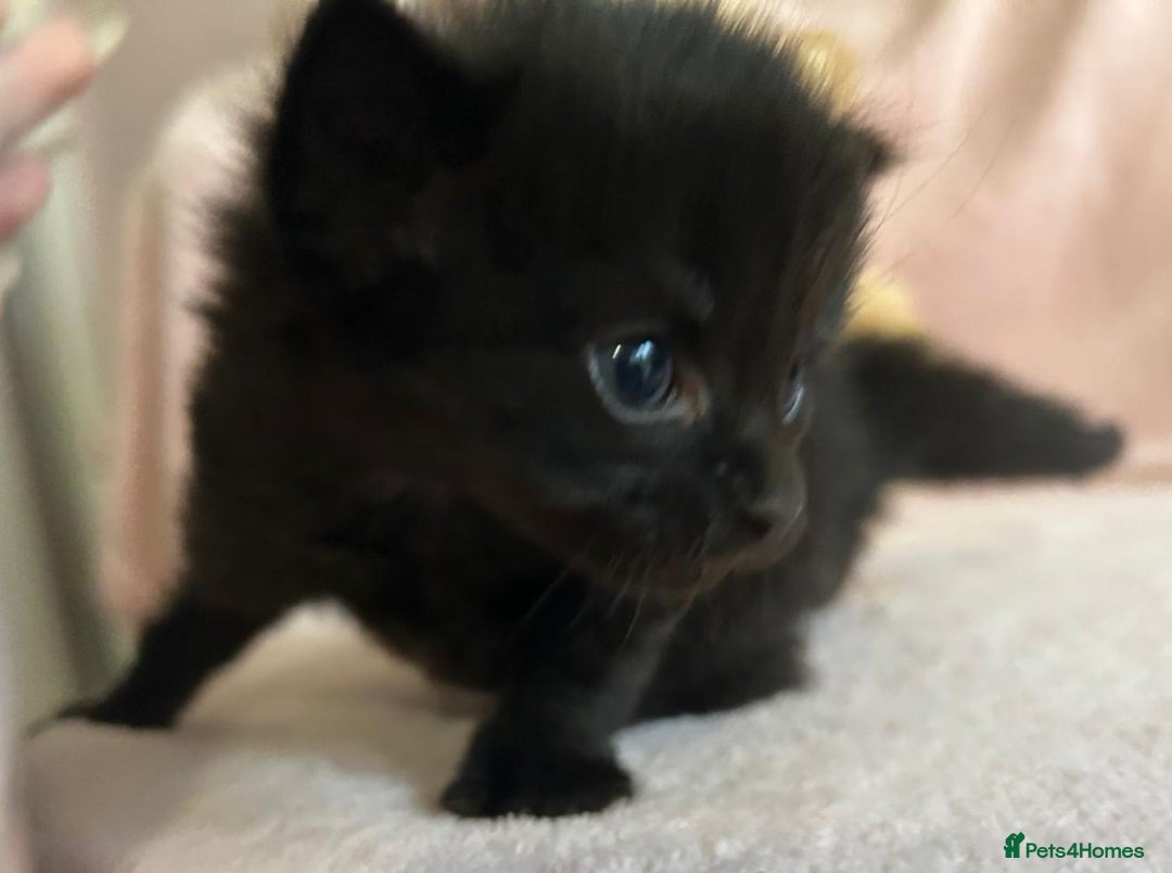 Norwegian Forest Cat cats for sale: Norwegian forest x kittens - Image 8