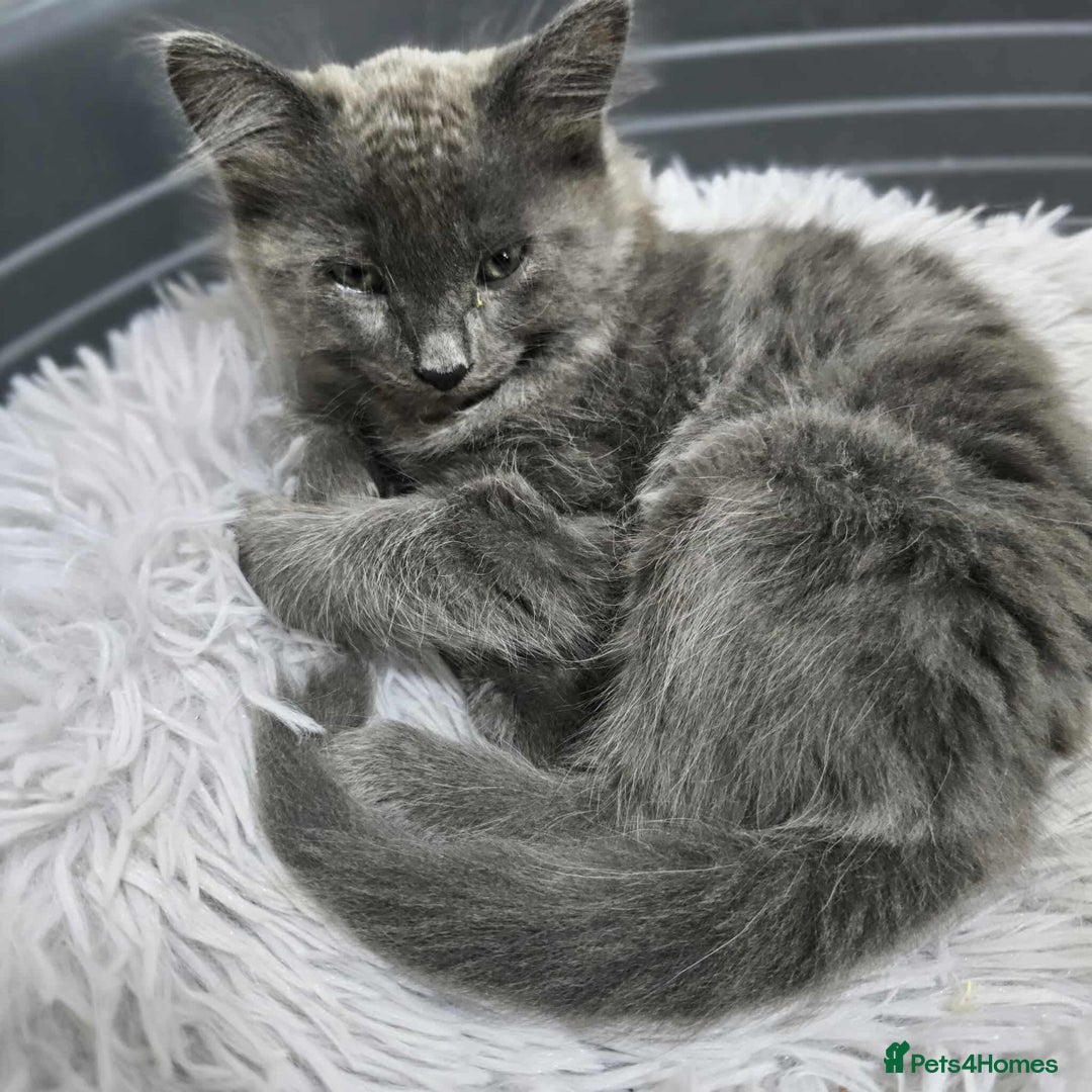 Mixed Breed cats for sale: 4 kittens for sale - Advert 6