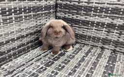 Mini Lop rabbits for sale: Two chocolate female mini lops  - Image 3
