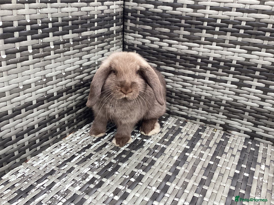 Mini Lop rabbits for sale: Two chocolate female mini lops  - Image 3