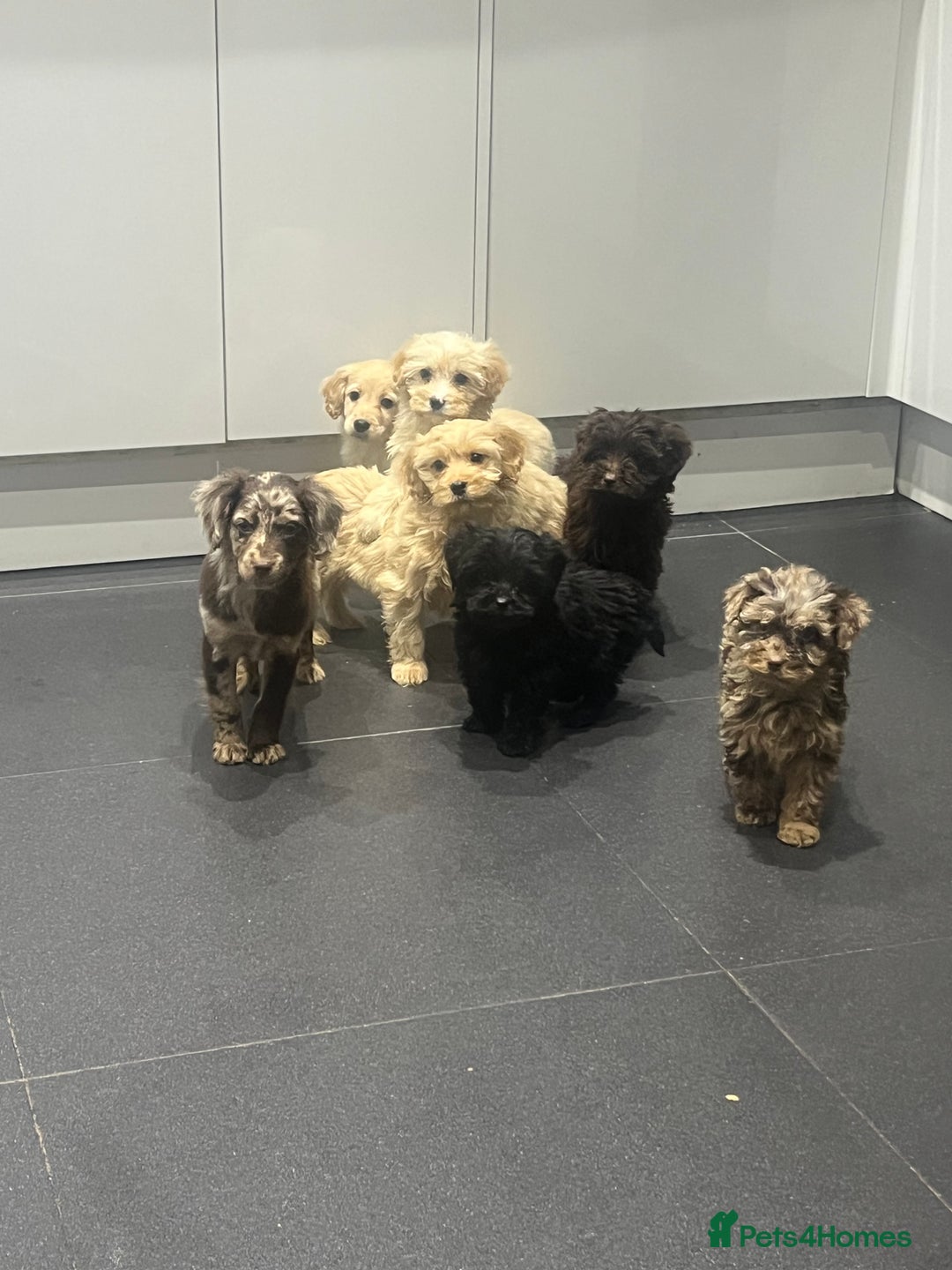 Cockapoo dogs for sale: Beautiful merl Cockpoo puppies  - Advert 4