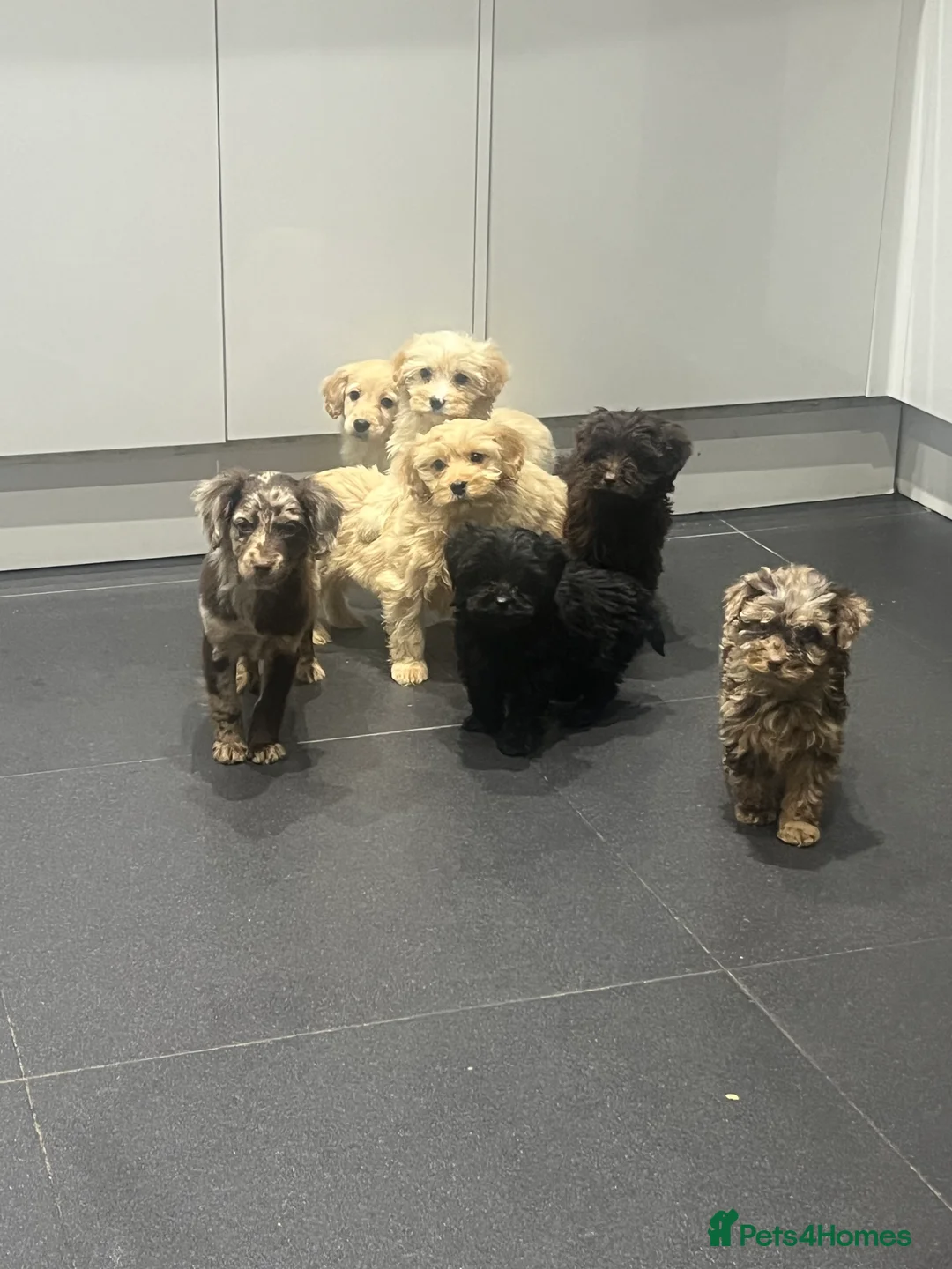 Cockapoo dogs for sale: Beautiful merl Cockpoo puppies  - Advert 5