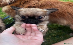 Chihuahua dogs for sale: 2 long haired male puppies 🐶  - Image 5