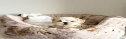 Maltese dogs for sale: 🎀 Last Tiny Korean Maltese Girl Available 🎀 - Advert 9