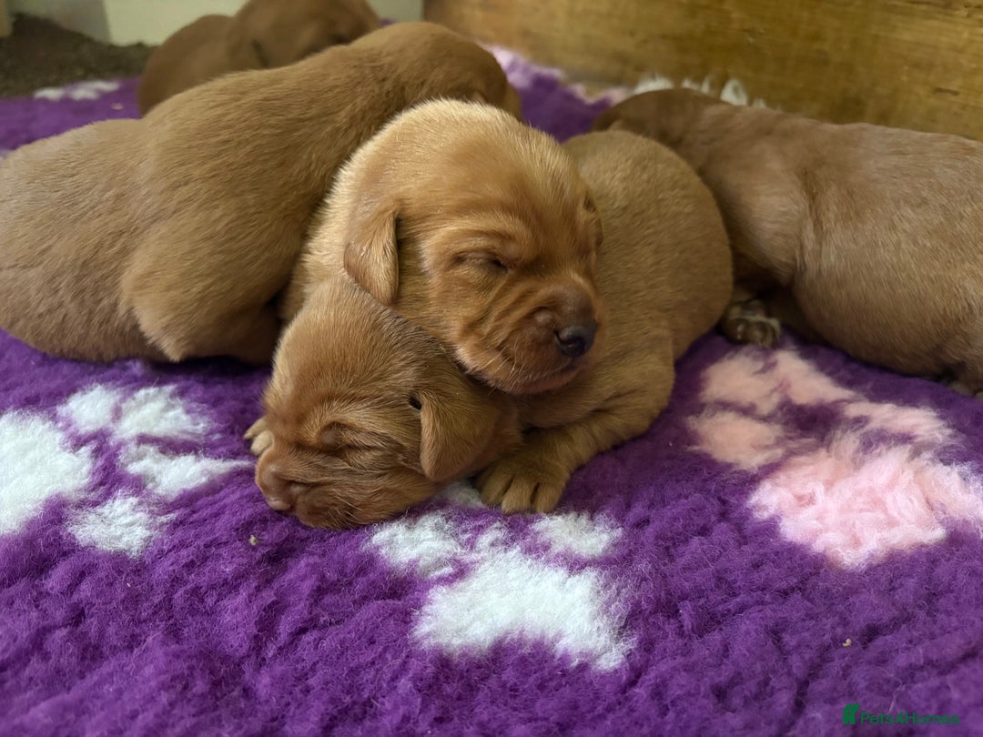 Labradoodle dogs for sale: Fully Health Tested Labradoodles F1B Deep Fox Red  - Advert 1