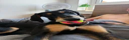 Mixed Breed dogs for sale: Diablo - Doberman cross Lurcher  - Advert 9
