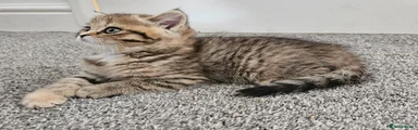 Scottish Fold Kitten 4