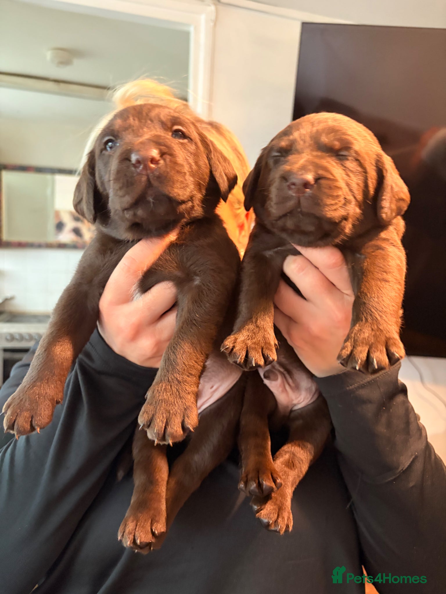 Labrador Retriever dogs Gorgeous Chocolate Labrador puppies  - Advert 4