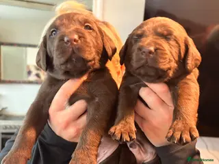 Labrador Retriever dogs Gorgeous Chocolate Labrador puppies - Advert 4