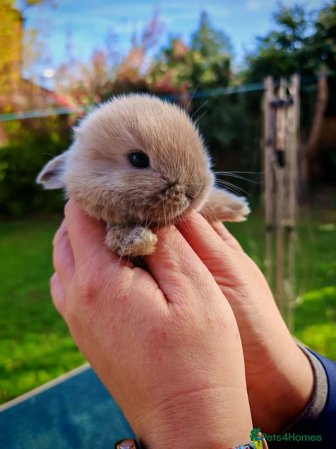 Mini Lop rabbits for sale: Mini lops - Advert 1
