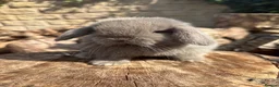 Mini Lop rabbits for sale: Mini lops true to type  - Advert 4