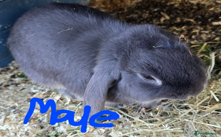 Mini Lop rabbits - Advert 1