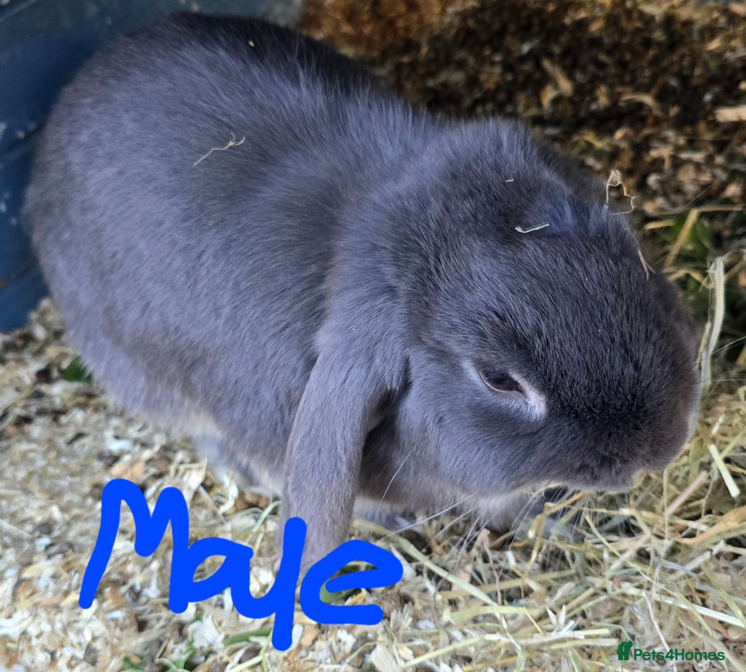 Mini Lop rabbits for sale: Paid of grey rabbits adoption - Image 1