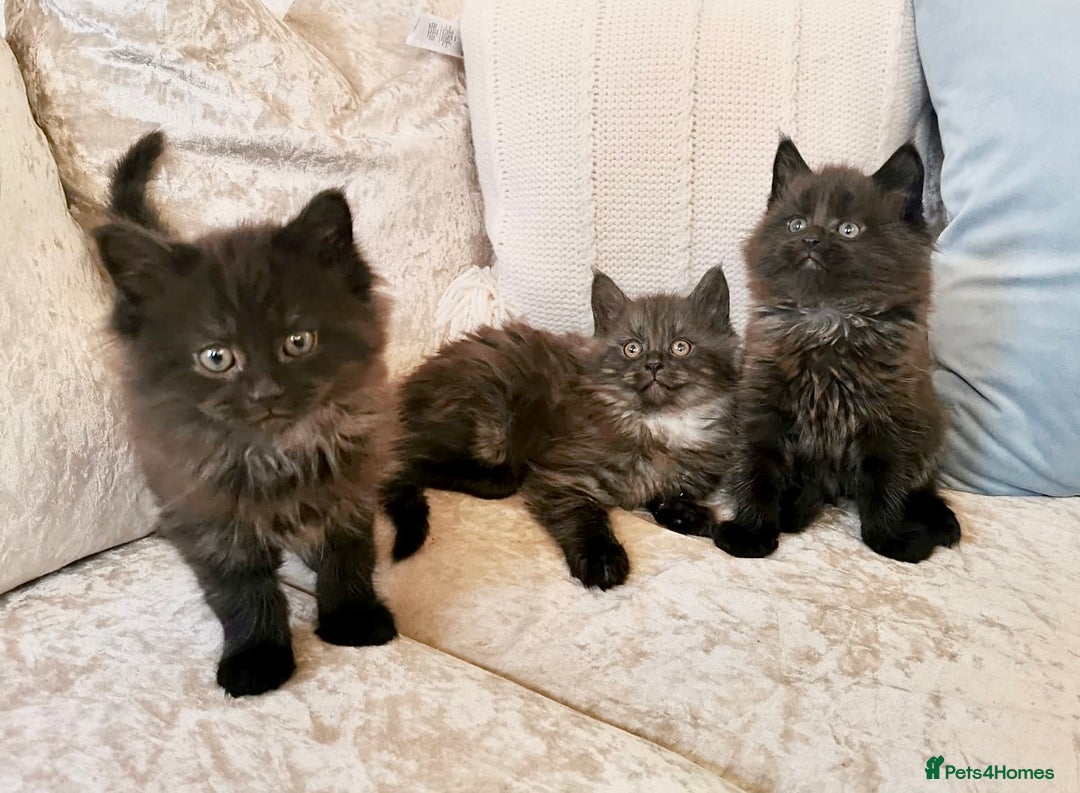 Maine Coon cats for sale: Black Smoke Maine Coon Kittens - Image 7