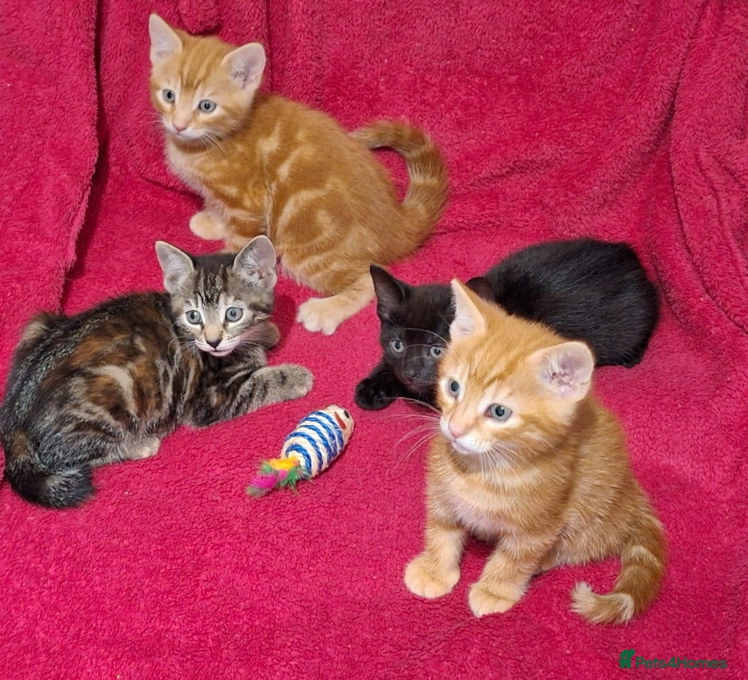Mixed Breed cats for sale: Amazing, beautiful kittens 3 boys, 2 girls - Image 7