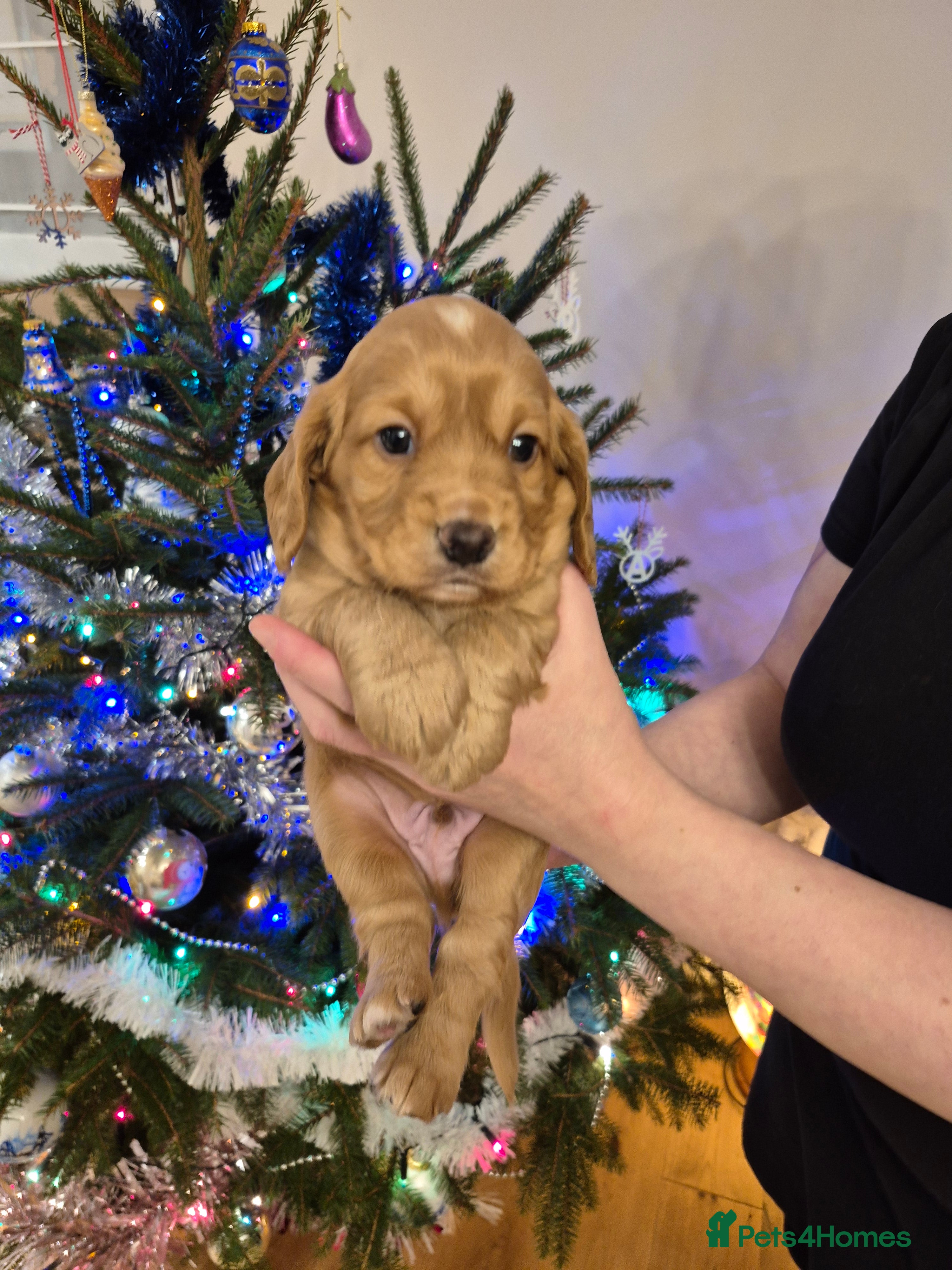 Cocker Spaniel dogs KC reg, Adorable, Golden Cocker Spaniel Pupps - Advert 4