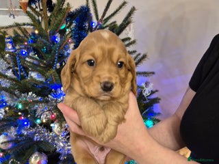 Cocker Spaniel dogs KC reg, Adorable, Golden Cocker Spaniel Pupps - Advert 1