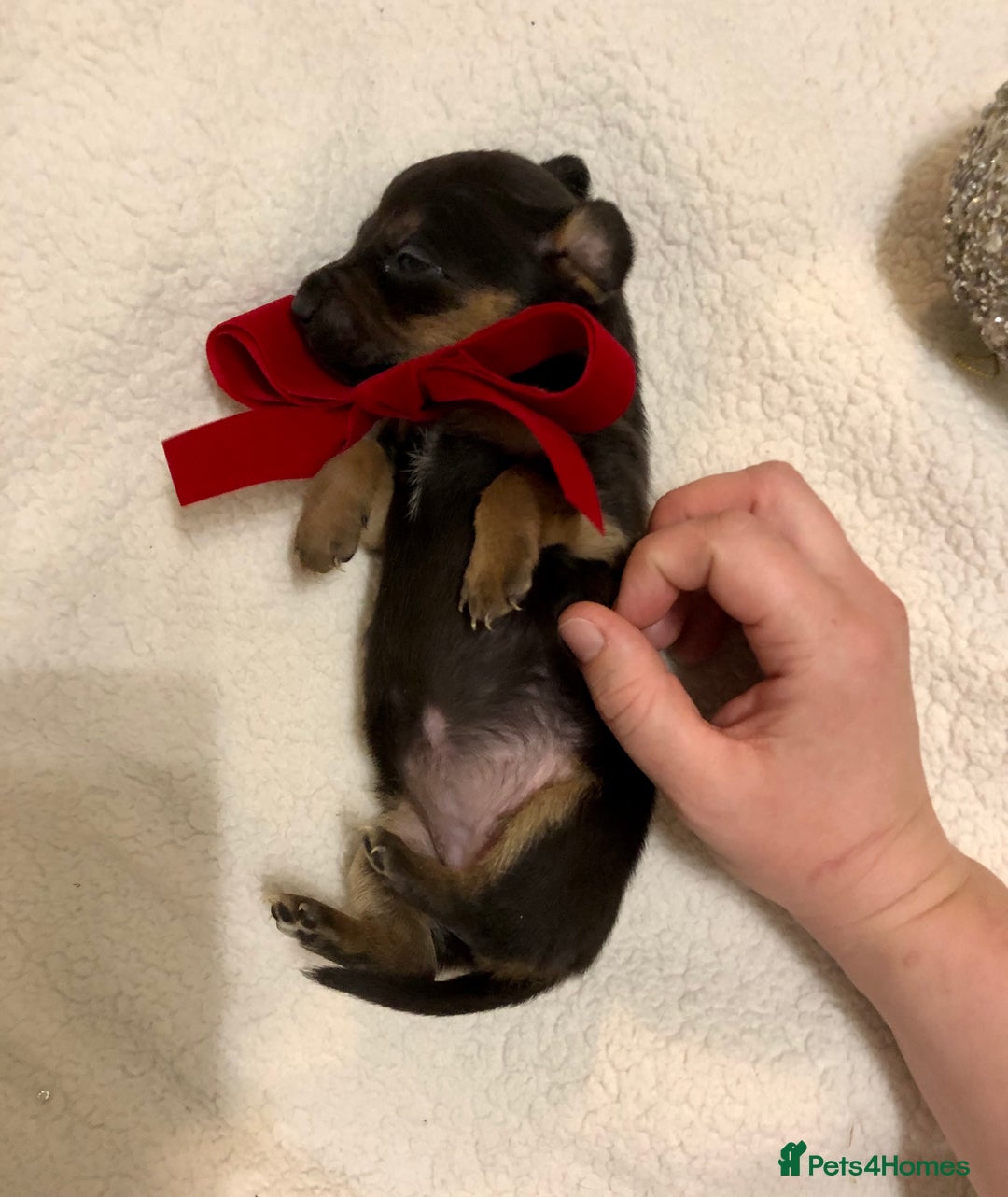 Mixed Breed dogs for sale: Mini Jackshund babies❣️Miniature dachshund x jack  - Advert 16