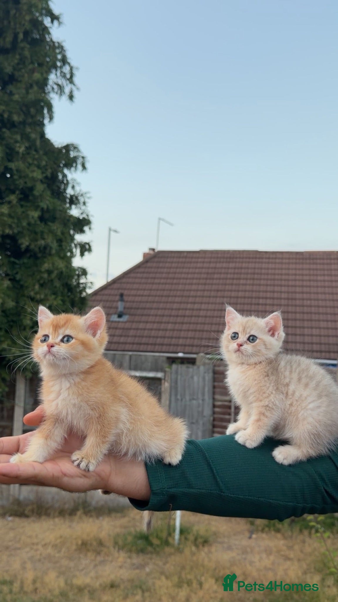 British Shorthair cats British Golden - Advert 2