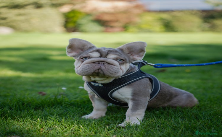 French Bulldog dogs - Advert 4