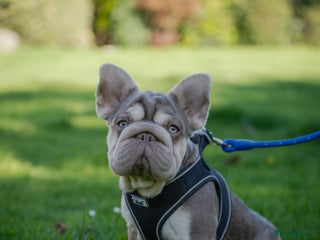 French Bulldog dogs - Advert 4