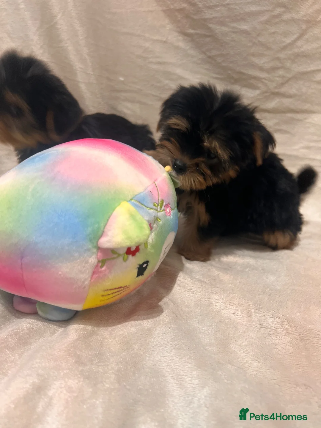 Yorkshire Terrier dogs for sale: Yorkshire terrier puppy  - Advert 2