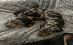 Miniature Dachshund dogs for sale: Miniature dachshund puppies  - Advert 5