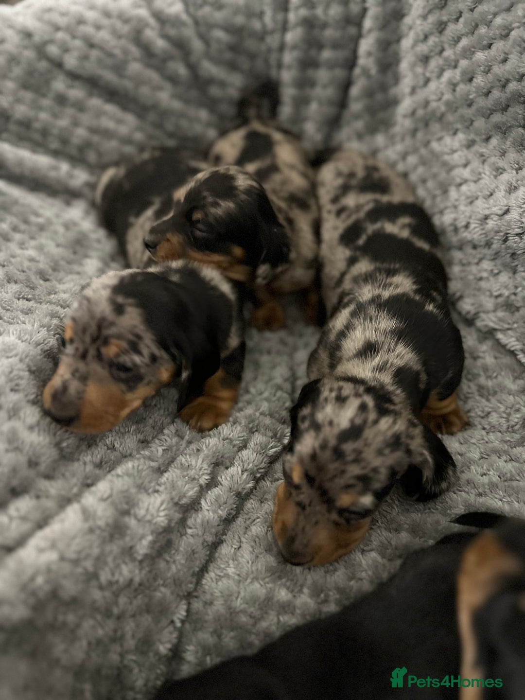Miniature Dachshund dogs for sale: Miniature dachshund puppies  - Advert 5