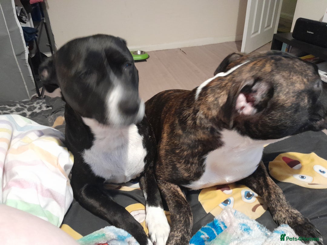 Staffordshire Bull Terrier dogs for sale: Staffordshire bull terrier puppies - Advert 2