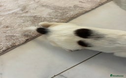 English Springer Spaniel dogs for sale: KC registered Springer spaniels puppies  - Image 39