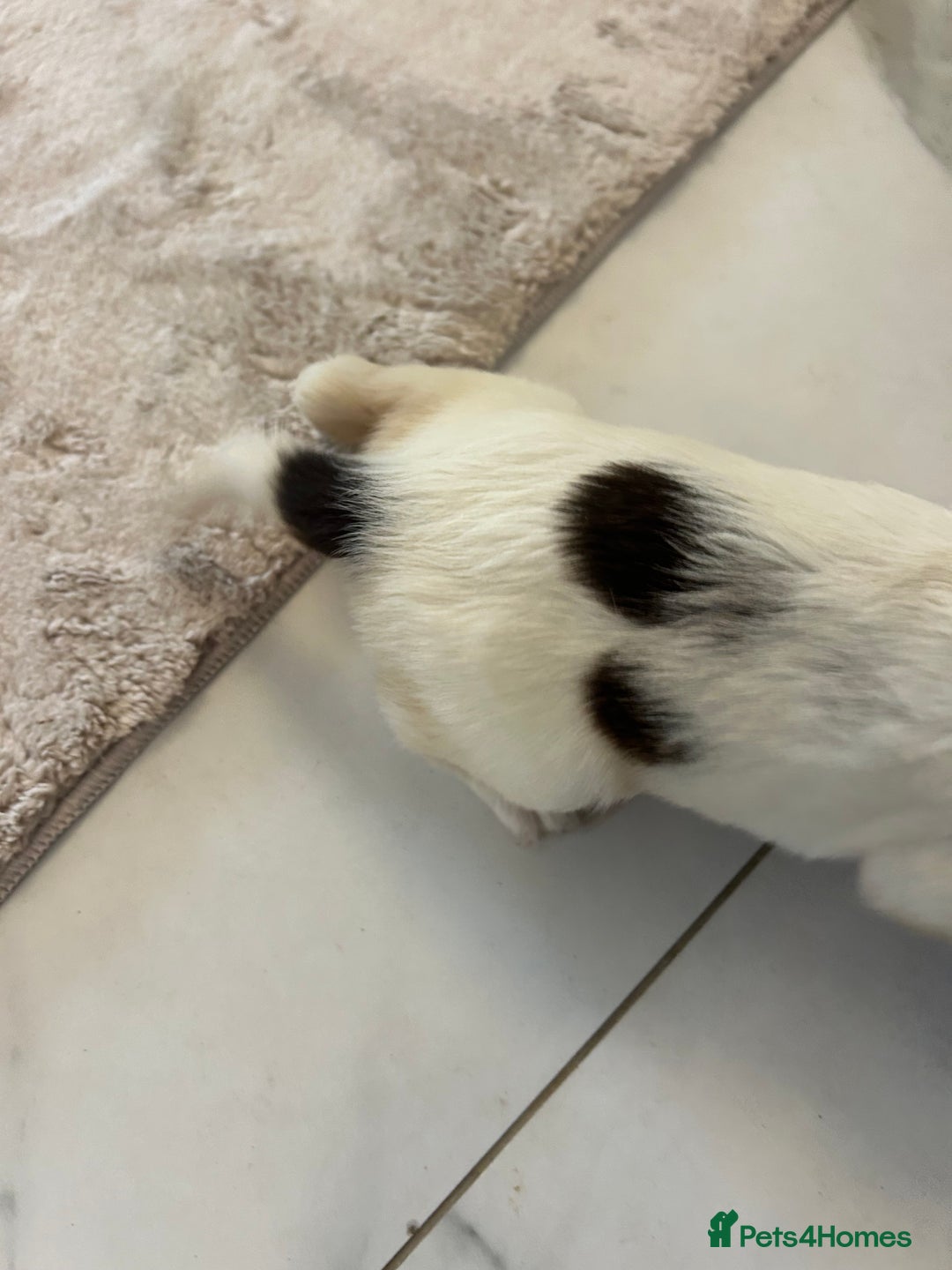 English Springer Spaniel dogs for sale: KC registered Springer spaniels puppies  - Image 39