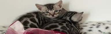 Bengal Kitten 7