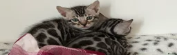 Bengal cats for sale: BENGAL 🔥 KITTENS TICA REGISTERED  - Advert 36
