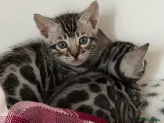 Bengal cats BENGAL 🔥 KITTENS TICA REGISTERED - Advert 6