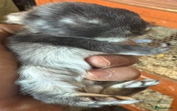 Rex rabbits for sale: Two beautiful rabbit litters - Image 34