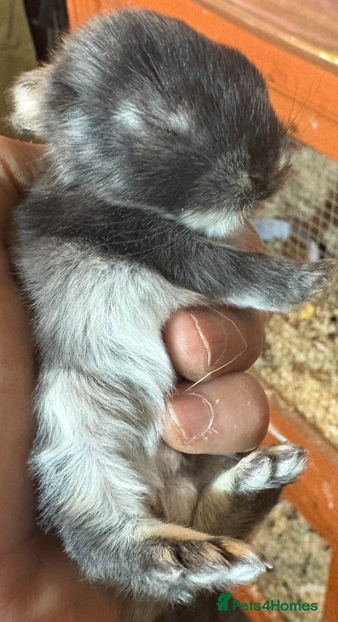 Rex rabbits for sale: Two beautiful rabbit litters - Image 34