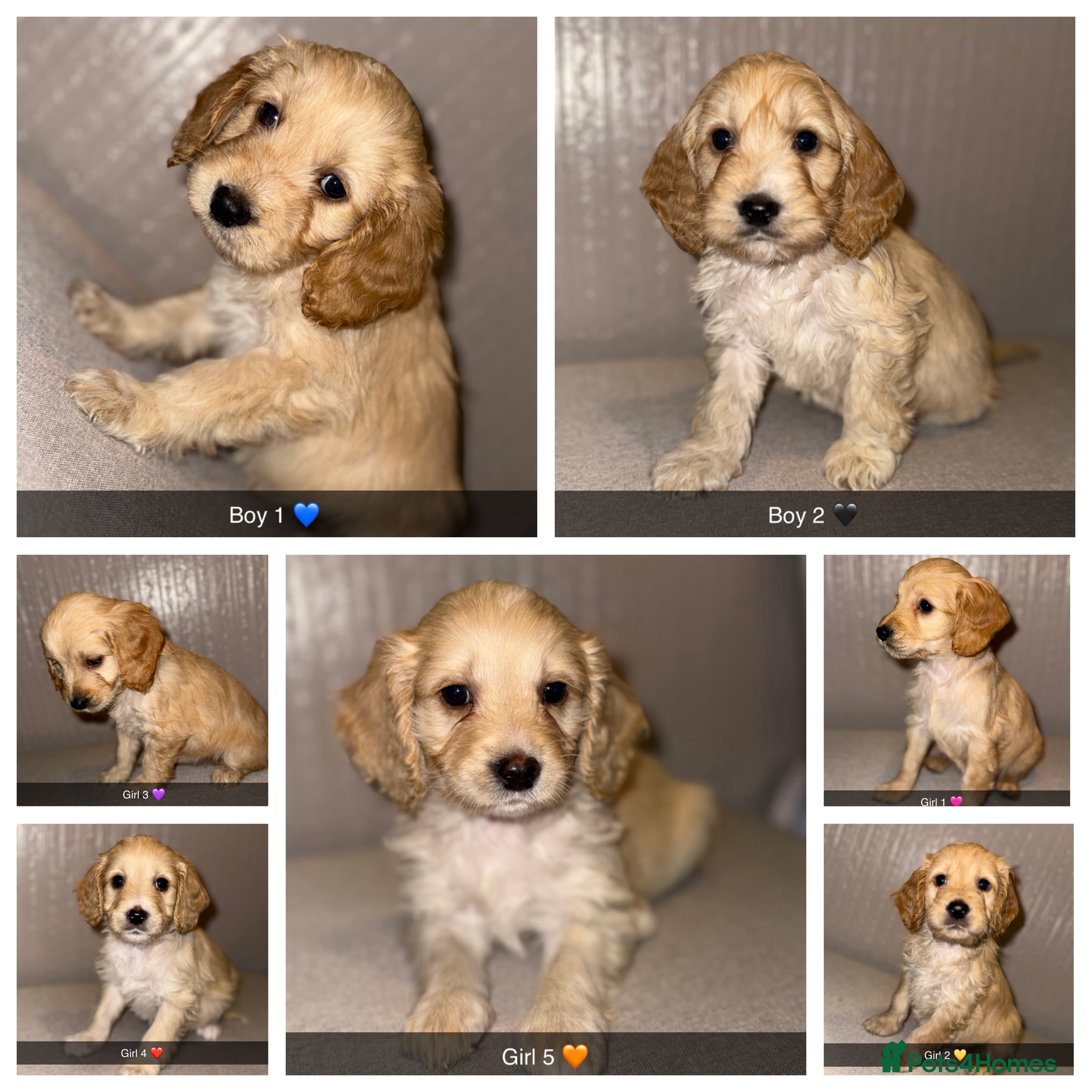 Cockapoo dogs Cockapoo puppies 🩷💙 - Advert 3