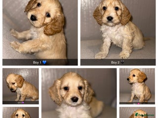 Cockapoo dogs Cockapoo puppies 🩷💙 - Advert 1