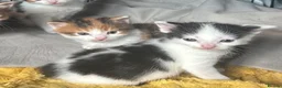 Domestic Shorthair cats for sale: Adorable black and white male ready to go  - Advert 2