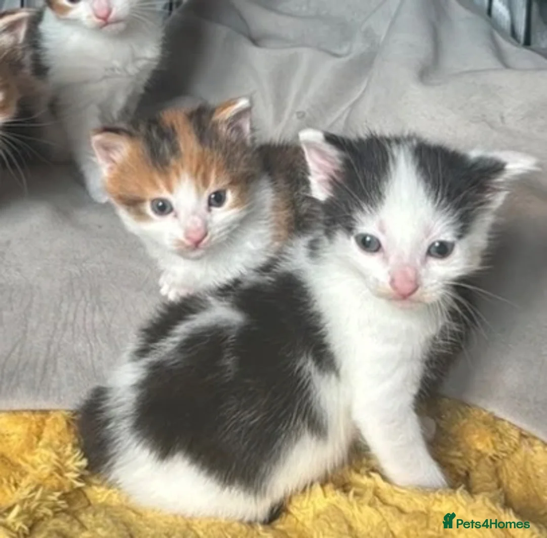 Domestic Shorthair cats for sale: Adorable black and white male ready to go  - Advert 2