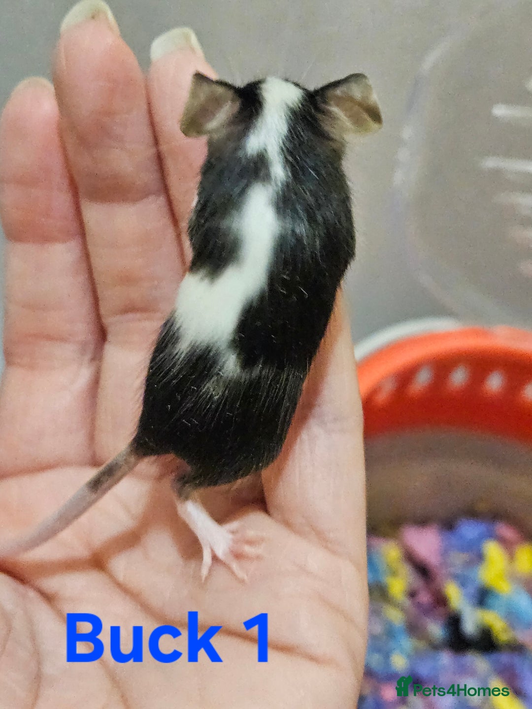 Mouse rodents for sale: Fancy Mice  - Image 13
