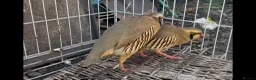 Lovebirds birds for sale: Chukar Partridge in Sutton - Advert 2