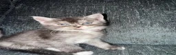 Scottish Fold cats for sale: Beautiful Scottish Fold Mix Kittens 2 Girls 1 boy in Wallington - Advert 12
