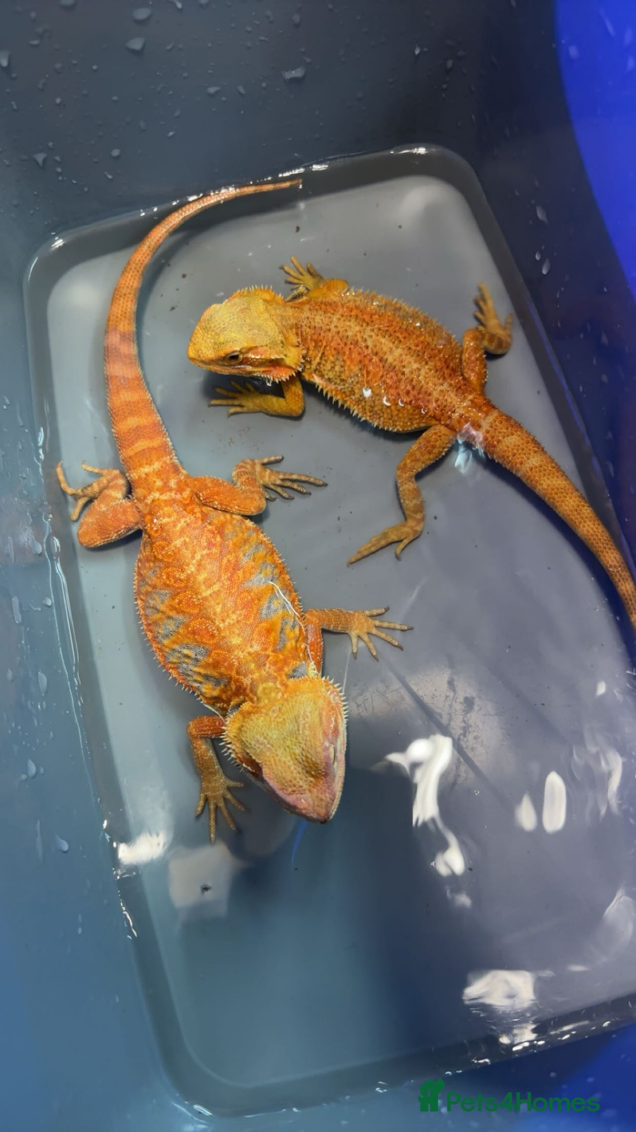 Bearded Dragon reptiles Bearded dragon  - Advert 6