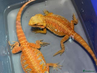 Bearded Dragon reptiles Bearded dragon - Advert 6