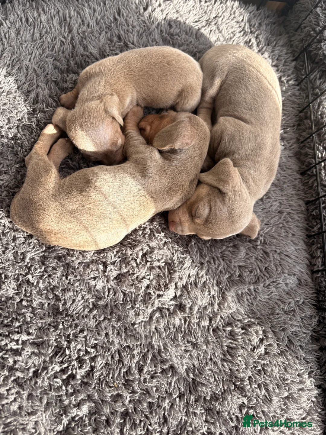 Miniature Dachshund dogs for sale: Stunning litter of Isabella miniature daschunds - Advert 12