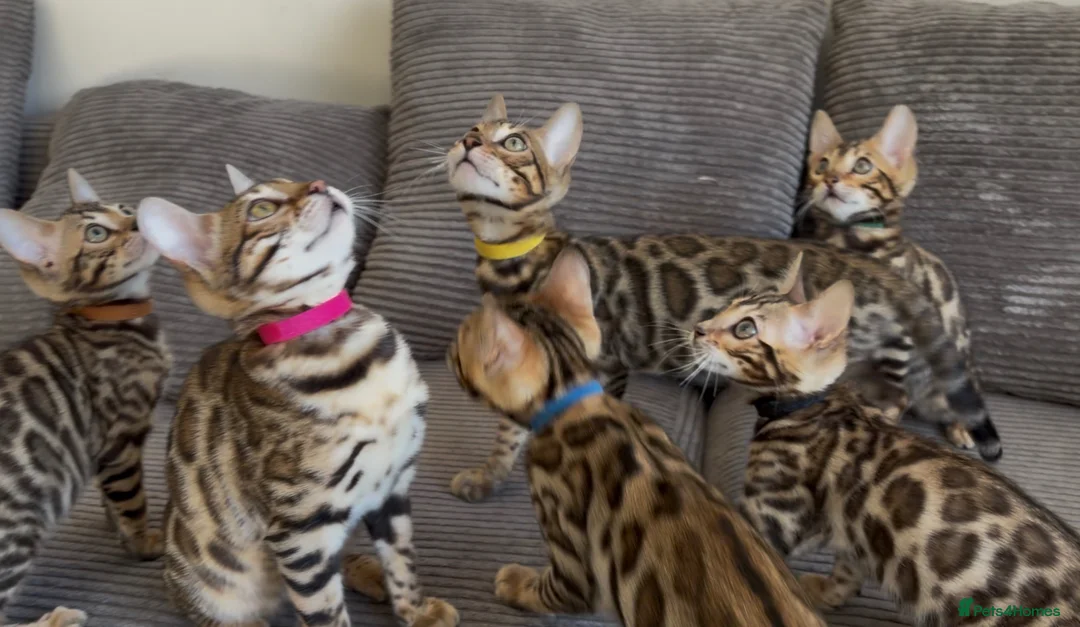 Bengal cats for sale: Confident, Socialised Tica Bengals - Hand Reared  - Advert 1