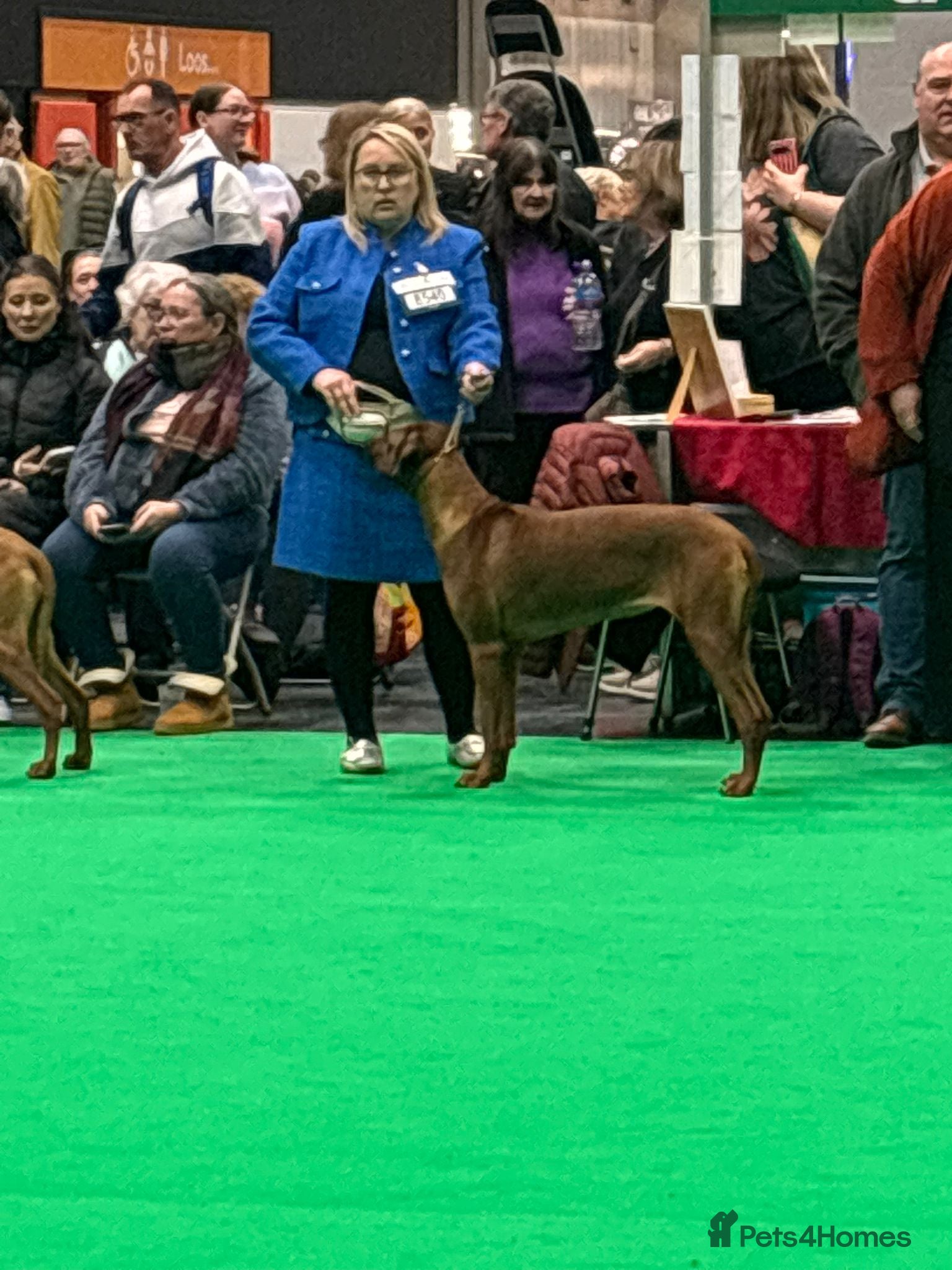 Rhodesian Ridgeback dogs Waiting list open  - Advert 1